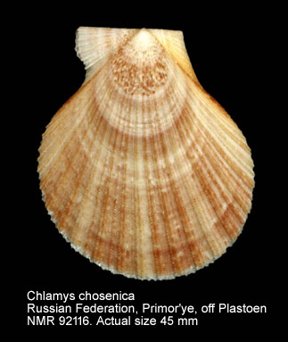 Chlamys chosenica.jpg - Chlamys chosenica Kuroda,1932